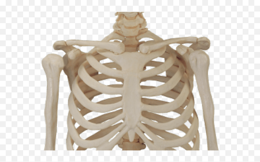 Download Hd Human Skeleton Png - Skull Body Png Transparent,Skeleton Png Transparent