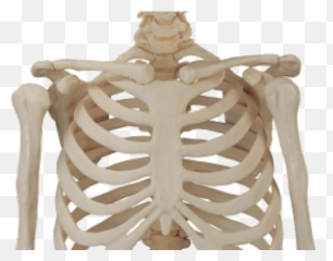 Download Hd Human Skeleton Png - Skull Body Png Transparent,Skeleton Png Transparent