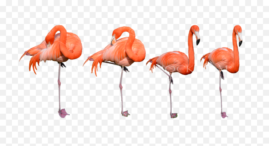4 Flamingo Birds Png Stock Photo Collection 0320 Large - Imagenes De Flamencos Png,Flamingo Png