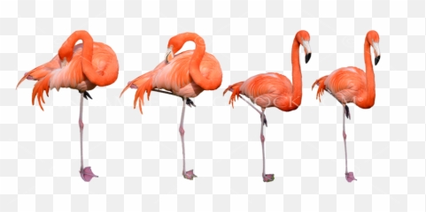 4 Flamingo Birds Png Stock Photo Collection 0320 Large - Imagenes De Flamencos Png,Flamingo Png