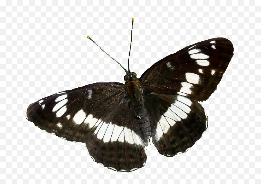 Transparent Imgs U2014 - Transparent Butterfly Png,Butterflies Transparent