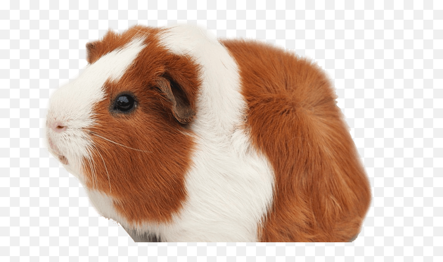 Guinea Pig Grooming - Soft Png,Guinea Pig Png