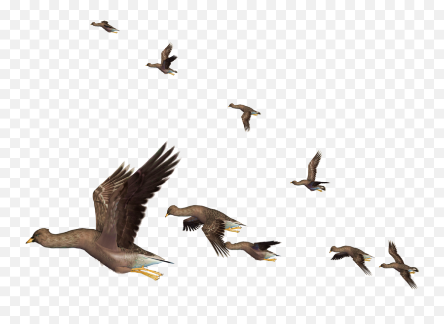 Download Flying Bird Png Clipart - Realistic Birds Png Flying,Flying Bird Png