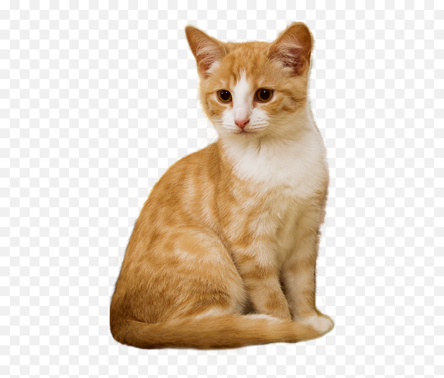 Cat Transparent Png Image - Cat Sitting Png,Transparent Cat