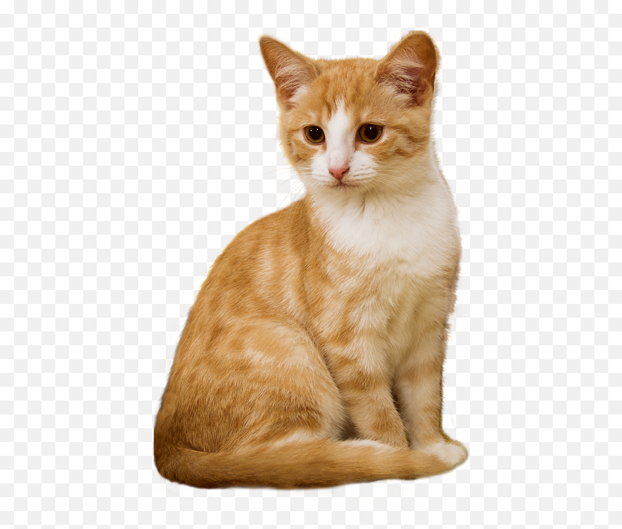 Котик png. Cat на прозрачном фоне. Котик ПГН. Кот сидит PNG. Котик сидит для детей на прозрачном фоне.