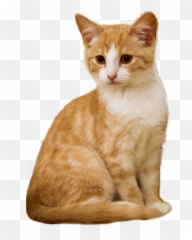 Cat Transparent Png Image - Sitting