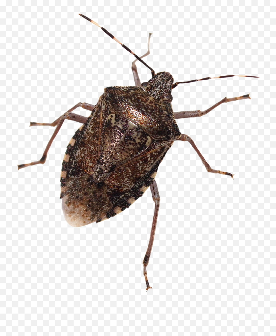 Stink Bug Free Png Image - Stink Bug Png,Bugs Png