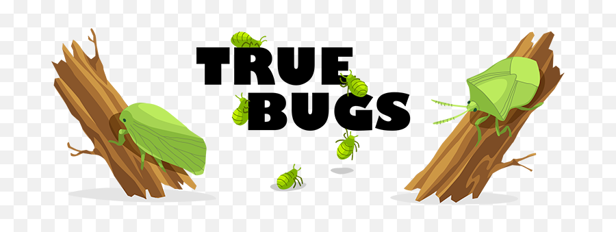 True Bug Png Free Image All - Illustration,Hops Png