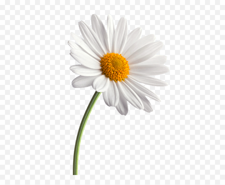 Download White Daisy Png Clipart Black - Anatomy Of A Daisy,Daisy Png