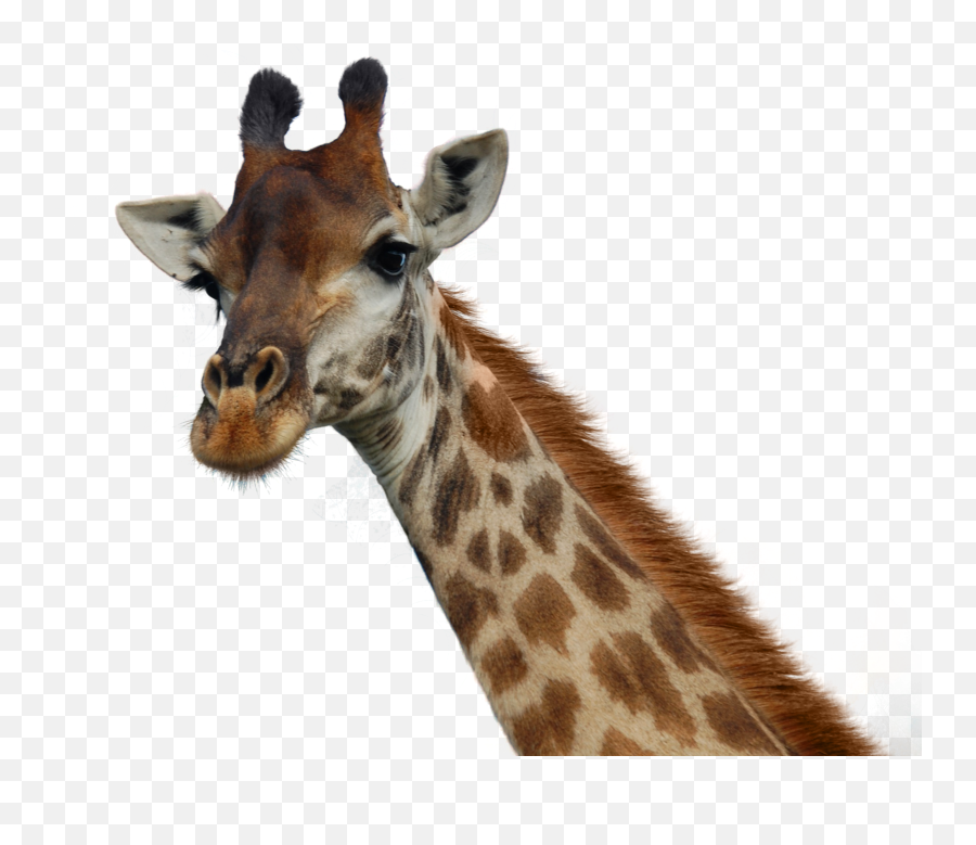 Giraffe Head Transparent U0026 Png Clipart Free Download - Ywd Giraffe Head Transparent Background,Animal Head Png