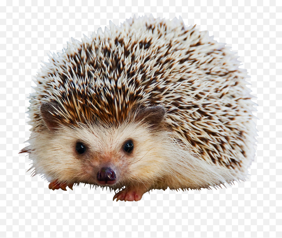 Hedgehog Clipart - Do Hedgehogs Smell Bad Png,Animal Clipart Png