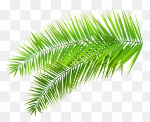 Palm Leaves Transparent Png Clipart - Leaf Background