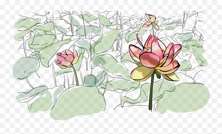 Water Lily Illustration Grace Beer Png Lilies