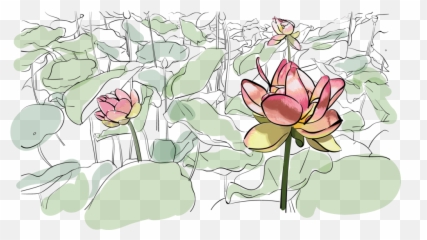 Water Lily Illustration Grace Beer Png Lilies