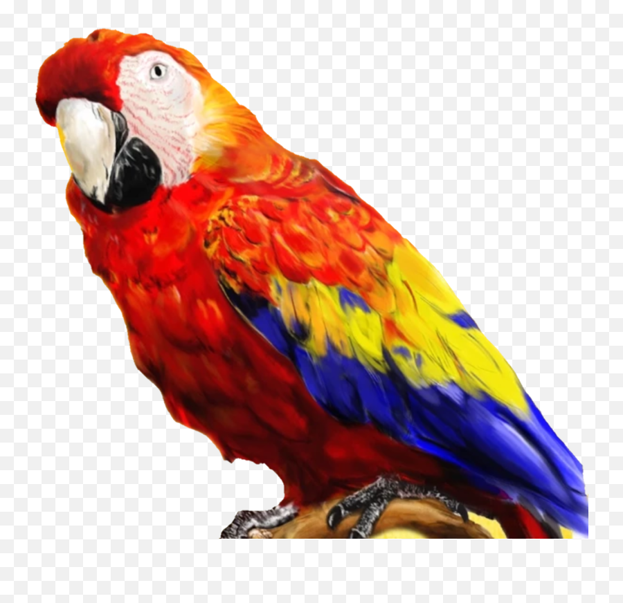 Bowser Parrot Full Size Png Download Seekpng - Sml Bowser Parrot,Pirate Parrot Png