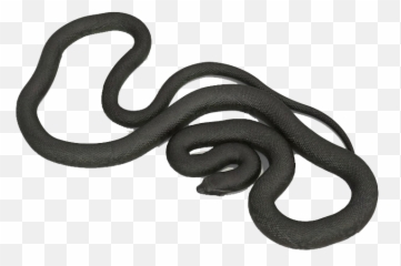 Anaconda Png Images