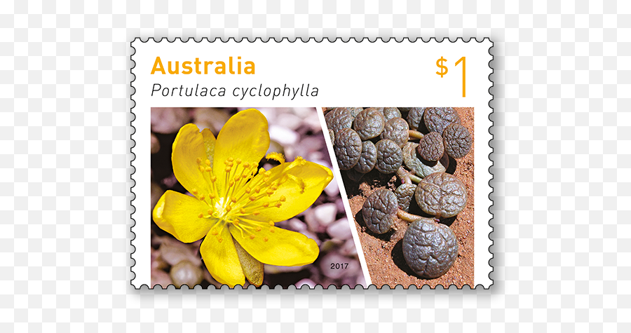 Australian Succulents - Australia Post Crocus Png,Succulents Png