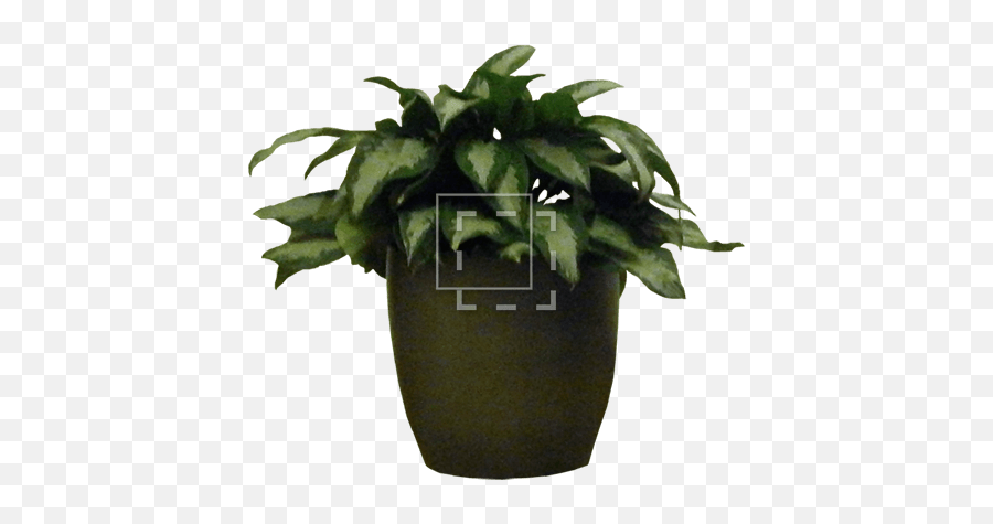 Potted House Plant - House Plants Transparent Clipart Png,Indoor Plant Png