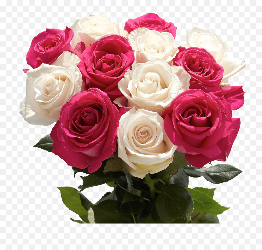 Next Day Roses Hot Pink And White Flowers Delivered Overnight - White And Pink Rose Png,White Flowers Transparent