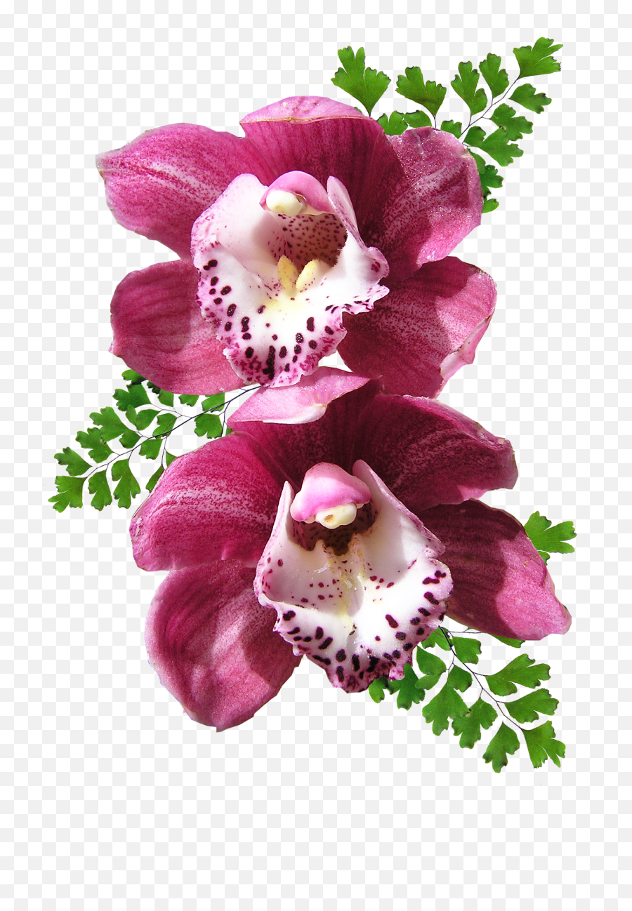 Orchid Png Image - Orchid Png No Background,Orchid Png