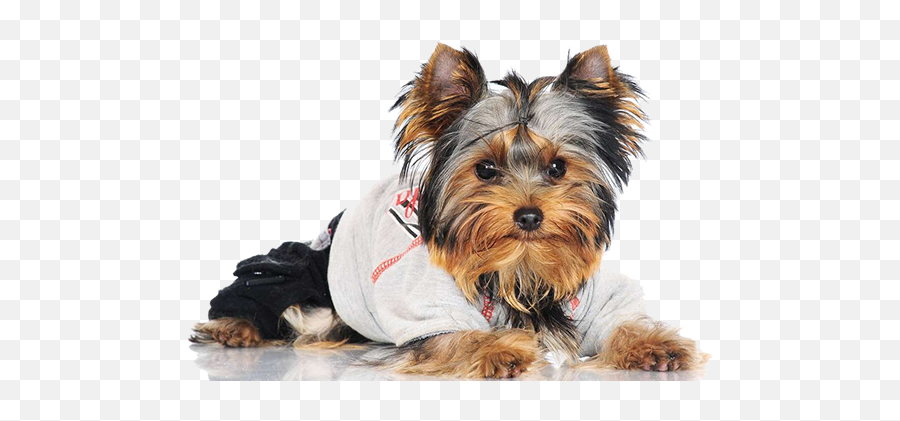 Online Yorkie Clothes And Accessories - Yorkie Accessories Png,Yorkie Png