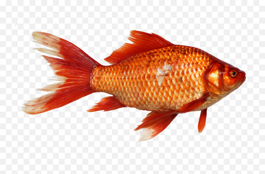 The Real Animal That Magikarp U0026 Gyarados Are Based Upon - Transparent Image Of Fish Png,Magikarp Transparent
