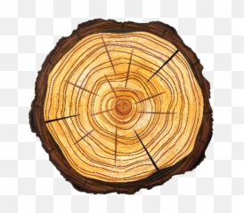 Transparent Tree Stump Png