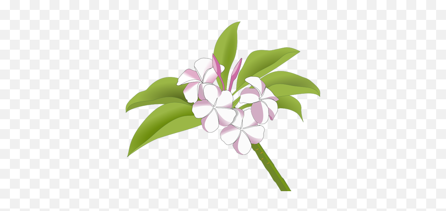 Hawaiian Flowers Public Domain Vectors - Logo Bunga Kamboja Vector Png,Hawaiian Lady Icon