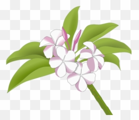 Hawaiian Flowers Public Domain Vectors - Logo Bunga Kamboja Vector png