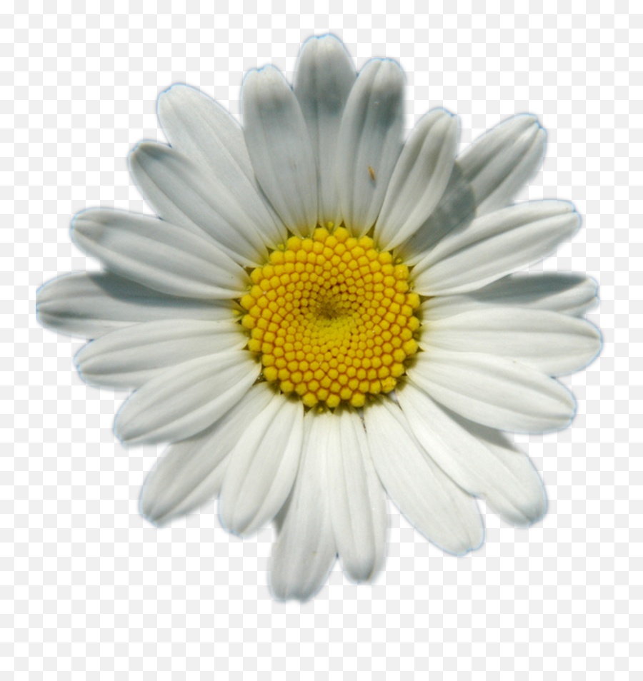 Transparent Images Pictures Photos - Daisy Png,Daisy Png
