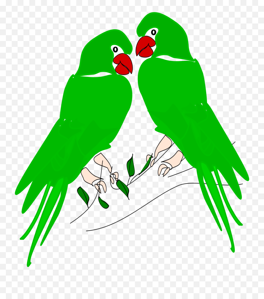Download - Parrotpngtransparentimagestransparent Parrots Png,Parrot Transparent Background