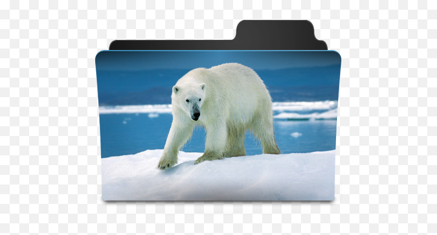 Icebaer Icon - Goodies Folder Icons Softiconscom Happy Polar Bear On Ice Png,Ice Bear Icon