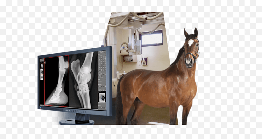 Rayos X Digitales Para La Medicina Veterinaria Fácil - Horse Png,X Ray Png
