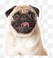 Contact - IndyHumane Happy Pug Sitting png