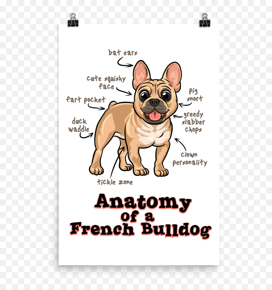Download Anatomy Of A French Bulldog - Anatomy Of A French Bulldog Png,Bulldog Transparent Background