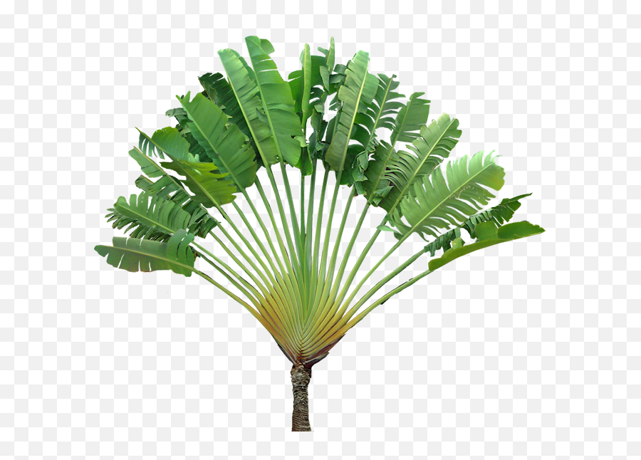 Download Hd Travellers Palm Ravenala - Ravenala Madagascariensis Png,Tropical Plants Png