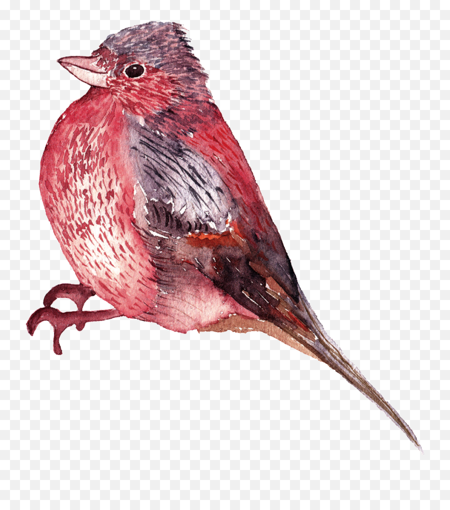 Graphics Is Watercolor Bird Png Images - Watercolor Birds Transparent Background,Red Bird Png