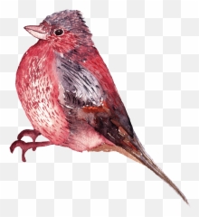 Graphics Is Watercolor Bird Png Images - Birds Transparent Background