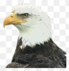 Eagle Head Png Transparent Image Arts - Transparent Eagle Head,Bald Head Png