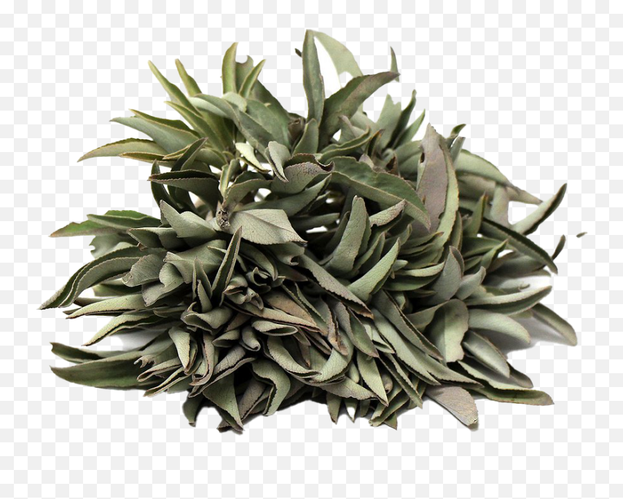 Mexican Bush Sage Png Clipart - Aloe,Sage Png
