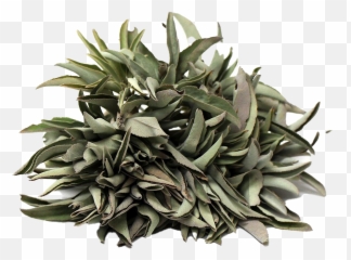Mexican Bush Sage Png Clipart - Aloe,Sage Png
