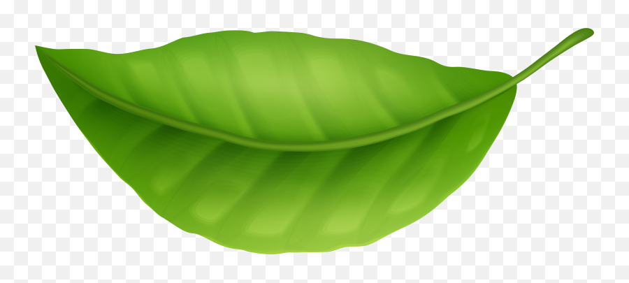 Green Leaf Clipart Png Leaves