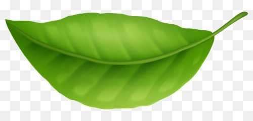 Green Leaf Clipart Png Leaves