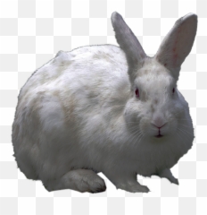 Png Collection Rabbit Clipart 40331 - Free Icons and PNG Transparent Background White