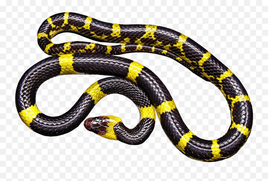 Black Snake Transparent Png Mart - Snake Black And Yellow,Snake Transparent Background