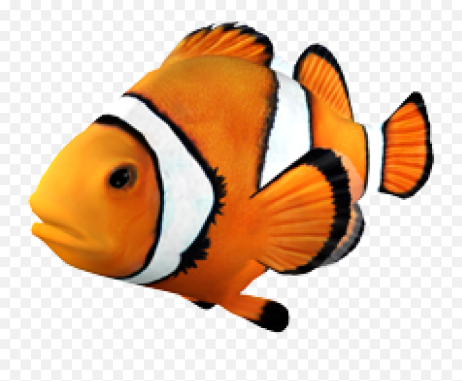 Goldfish Clownfish Angelfish Tropical - Clown Fish No Background Png,Tropical Fish Png
