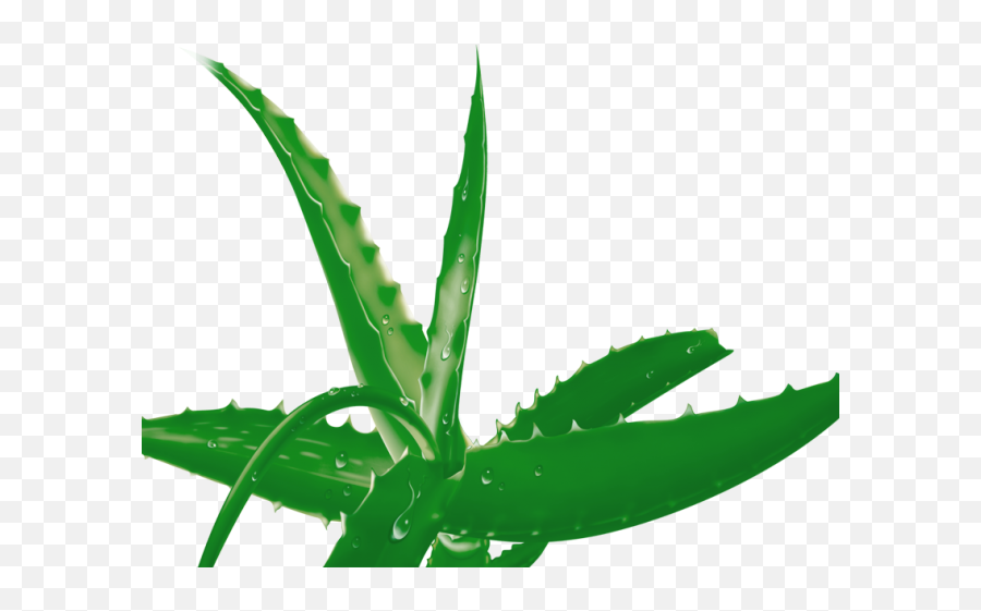 Clipart Terrestrial Plant Png Aloe