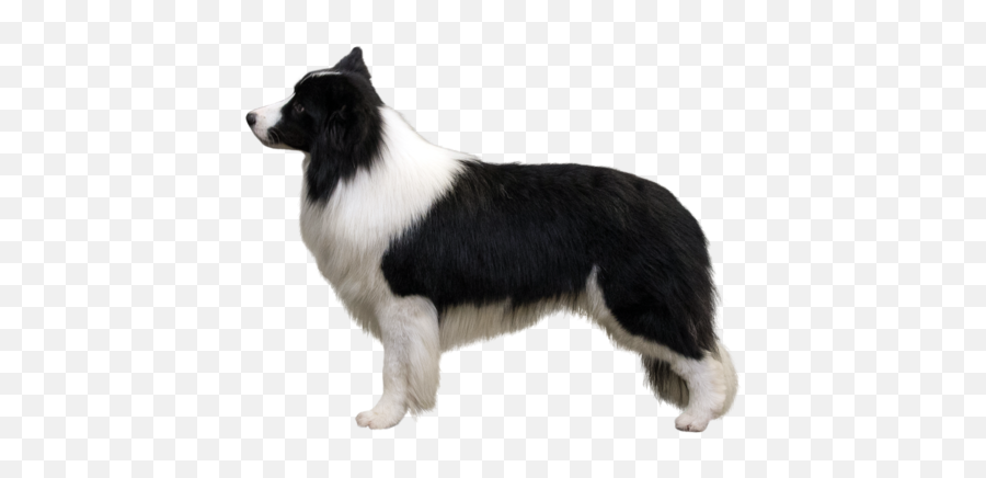 Border Collie Breed Course - Border Collie Akc Breed Standard Png,Border Collie Png