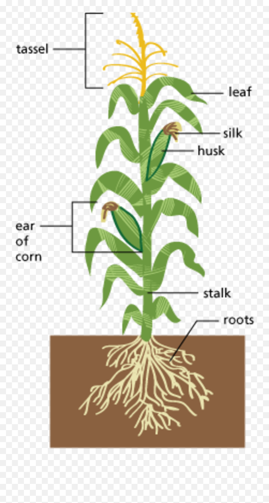 Image Of Edible Parts A Plant - Diagram Of Different Edible Parts Of Plant Png,Corn Stalk Png