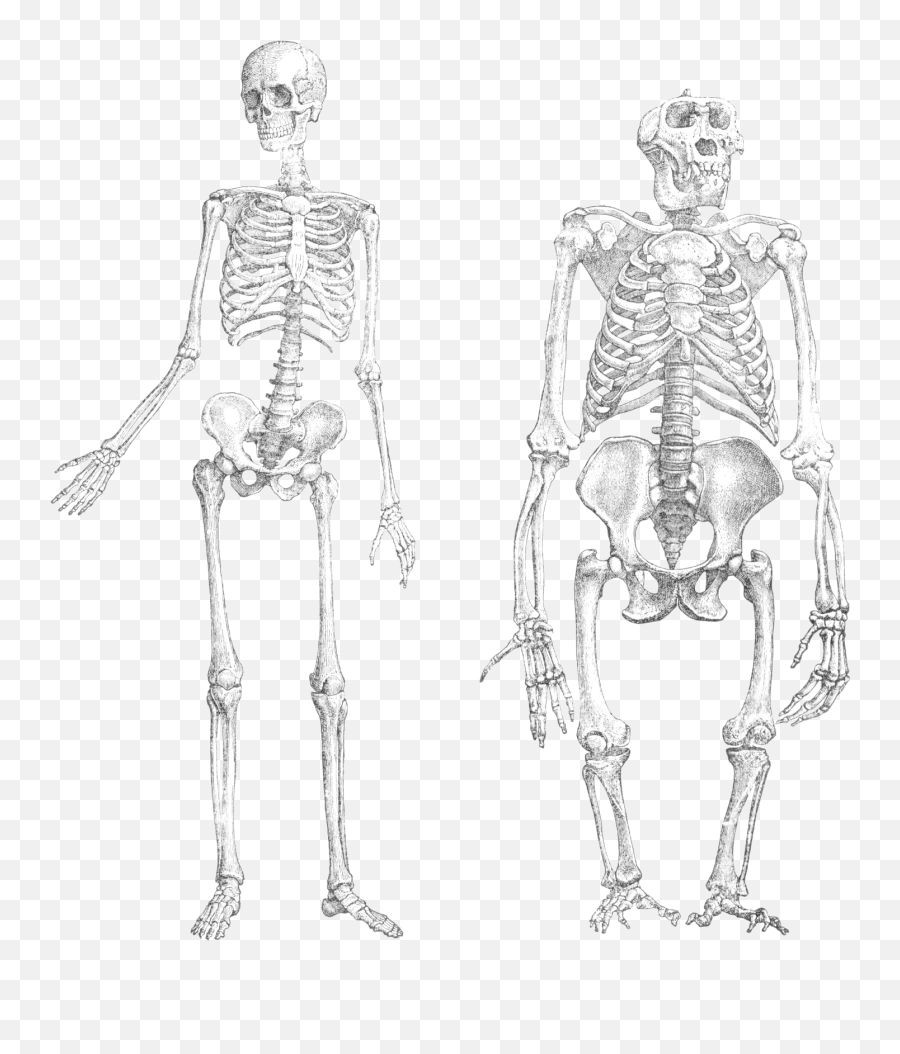 Skeleton Png Transparent 2 Image - Chimp And Human Similarities,Skeleton Png Transparent